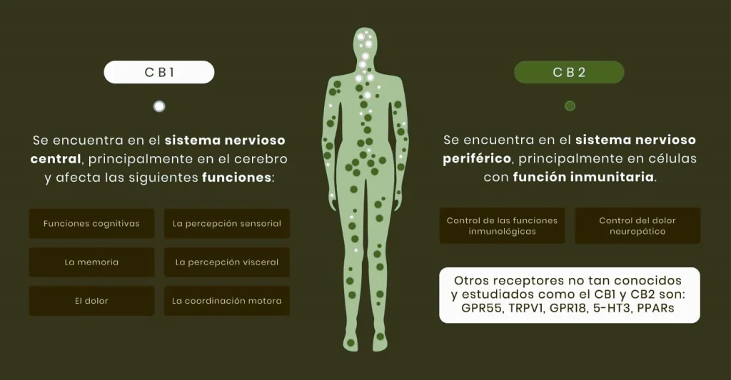 que es el sistema endocannabinoide