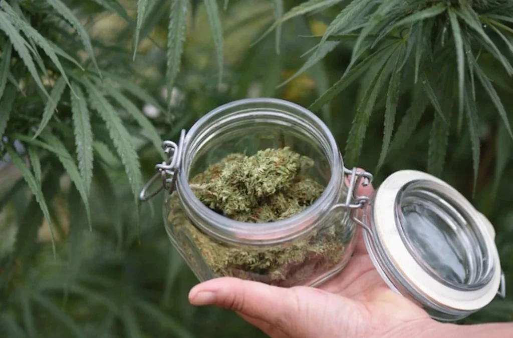 Almacenamiento-flores-cbd