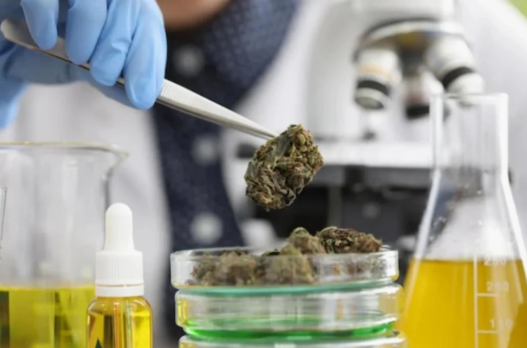 Manipulación-flores-cbd