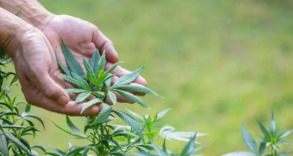 plantación manos cbd